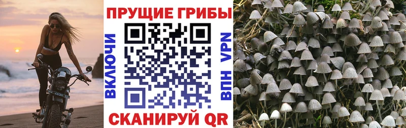 Купить  Светогорск  Псилоцибиновые грибы мухоморы 